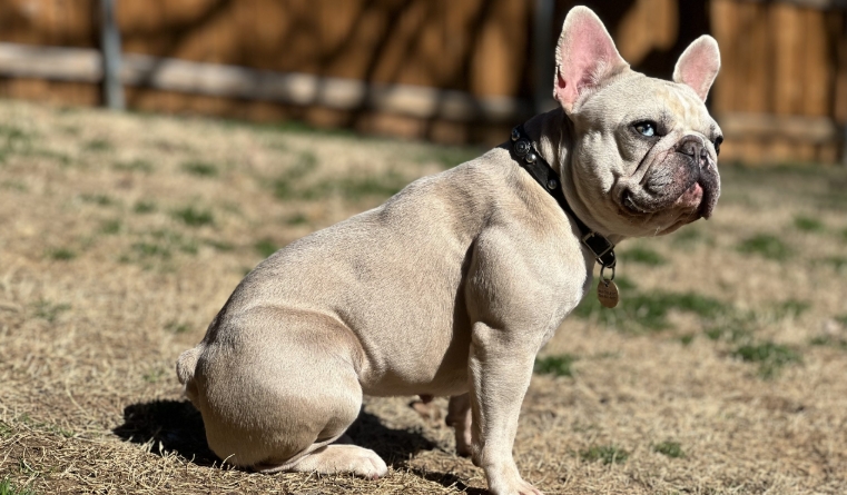 lilac merle french bulldog for sale