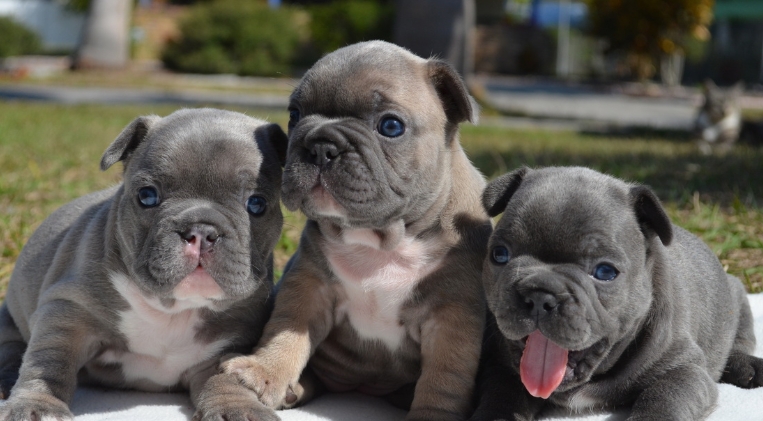 miniature french bulldog for sale