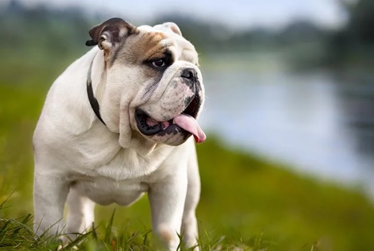 bantam bulldog