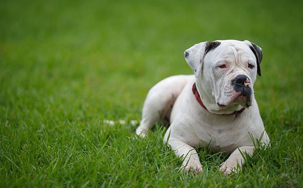 amerikansk bulldog