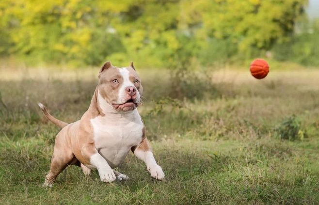 american bully bulldog