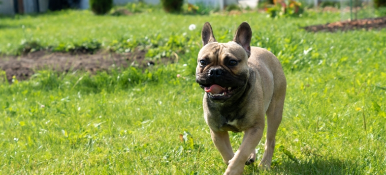 french bulldog adoption