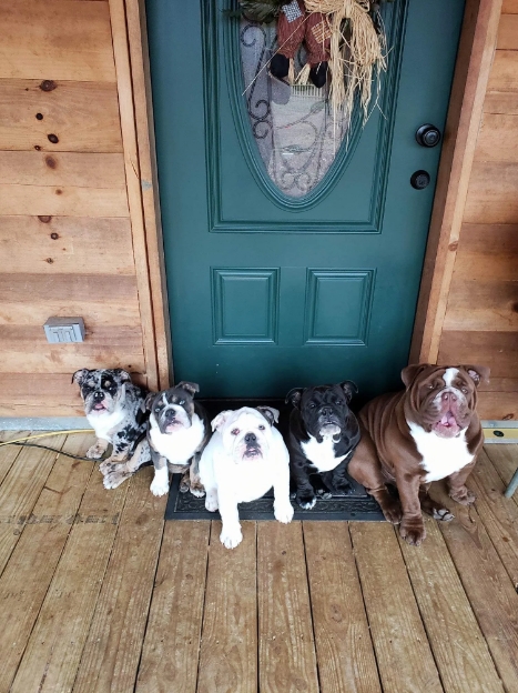 blue english bulldog puppies