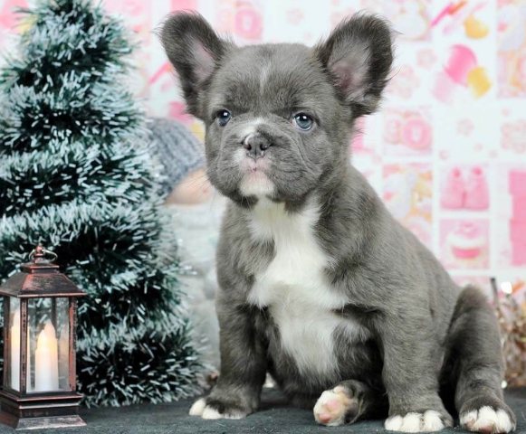 french bulldog fluffy