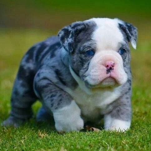 blue bulldog puppy