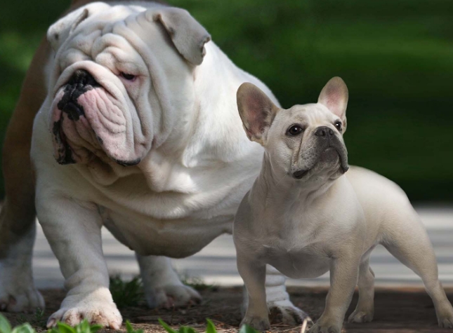 british bull dogs for sale