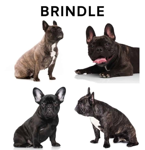 black brindle french bulldog