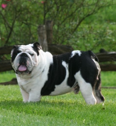 black and white bulldog