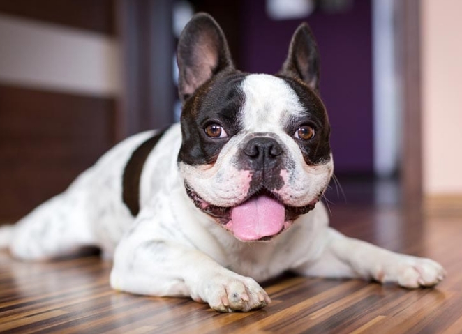 black and white french bulldog