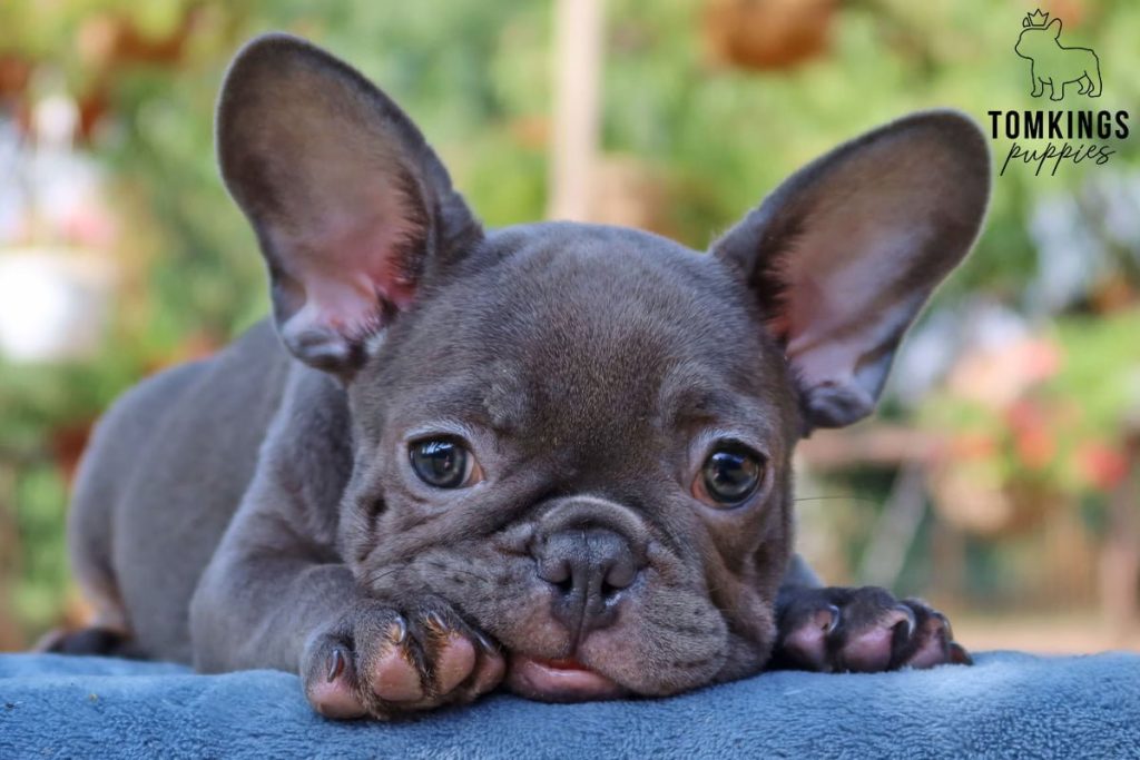 french bulldog puppies cost