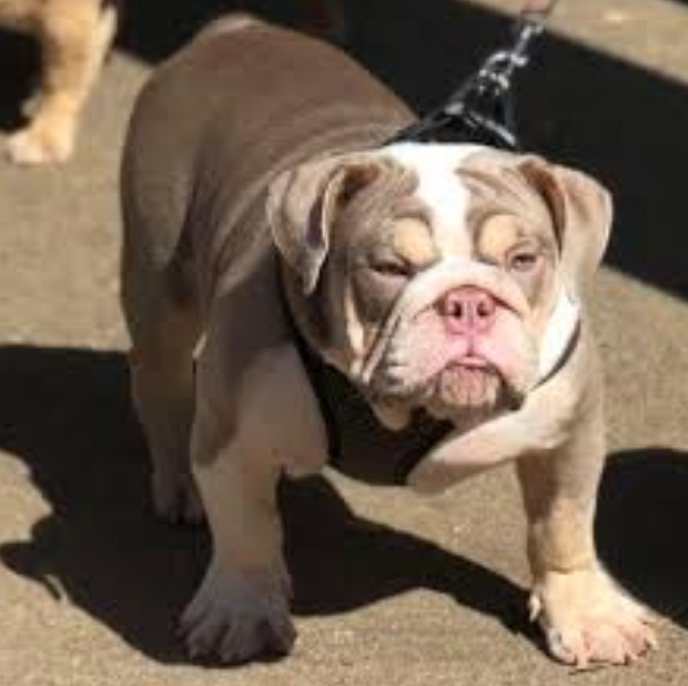 english bulldog lilac