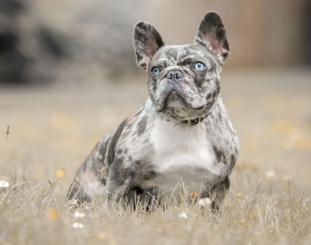 bulldog blue merle