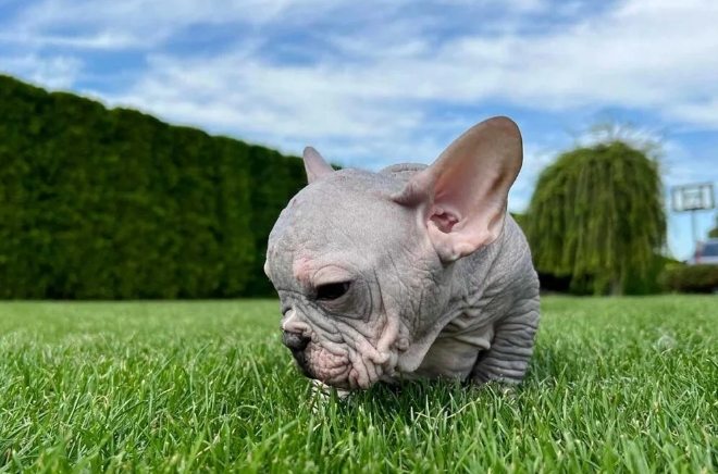 hairless french bulldog