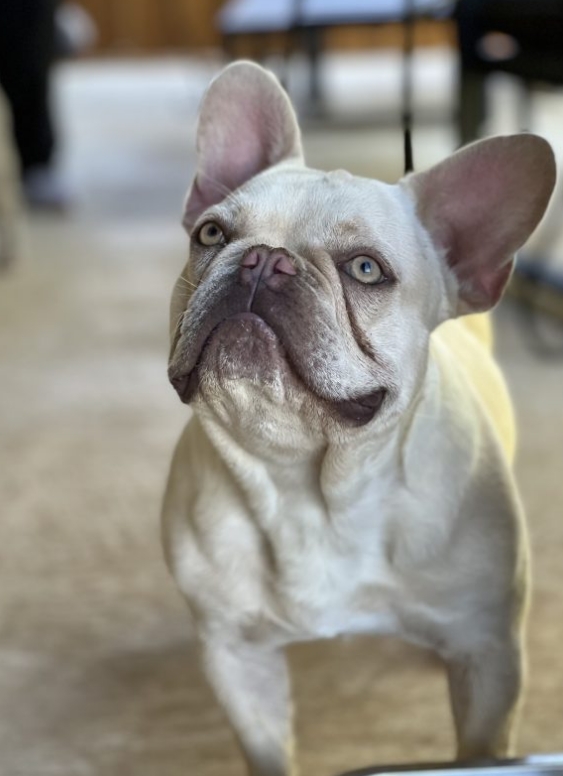 french bulldog platinum