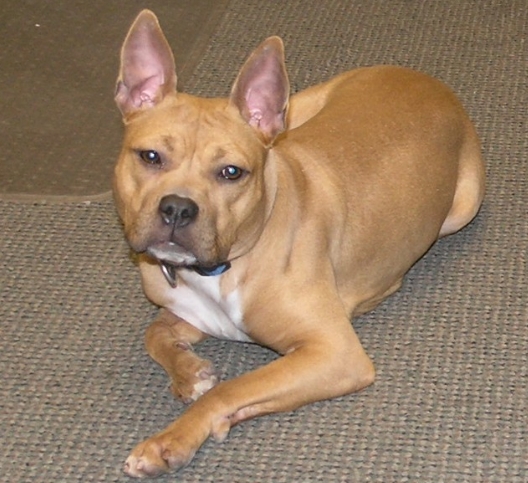 french bulldog mixed with pitbull