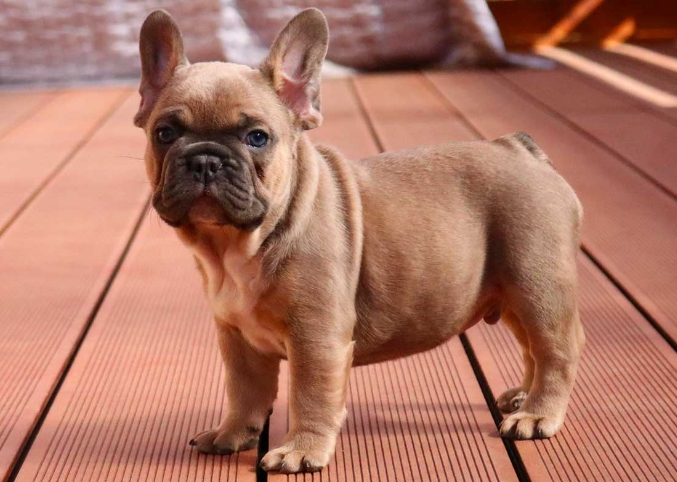 bulldog blue fawn