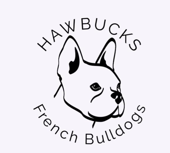 hawbucks french bulldogs