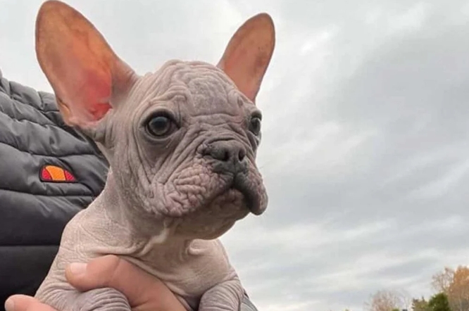 hairless bulldog