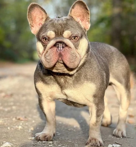 french bulldog mixed with english bulldog