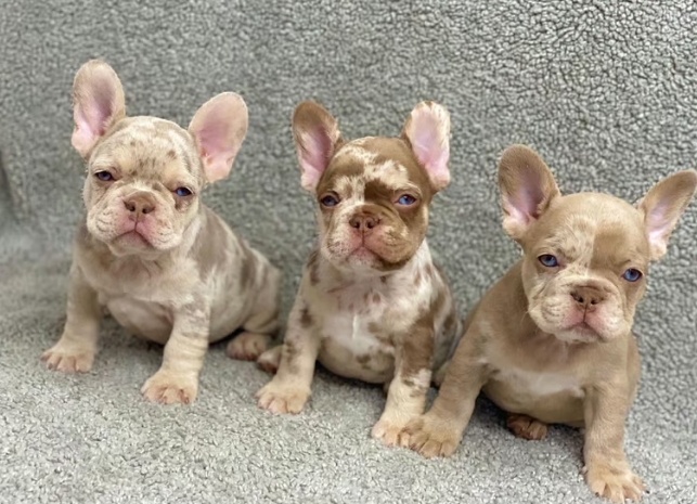 french bulldog gumtree