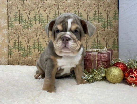 english bulldog grey