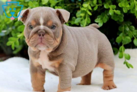english bulldog puppies sale $1500