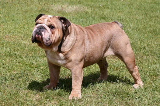 english bulldog full grown