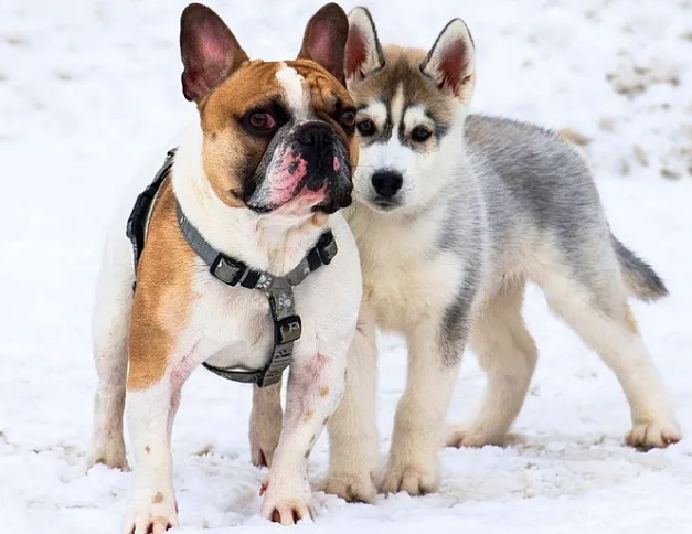 husky bulldog