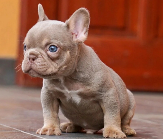 grown french bulldog