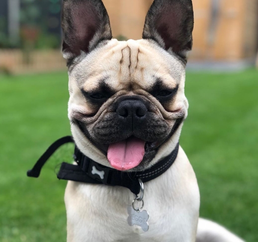 french bulldog mixed with pug