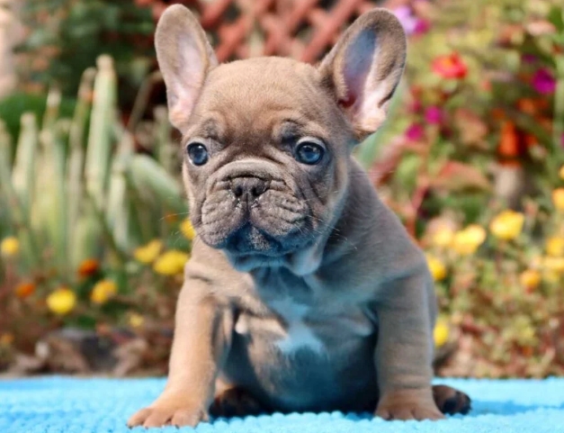 french bulldog gray price