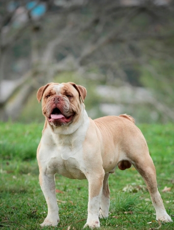 brazilian bulldog