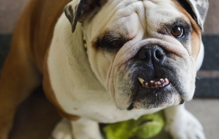 fluffy english bulldog