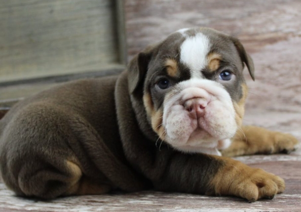 chocolate bulldog