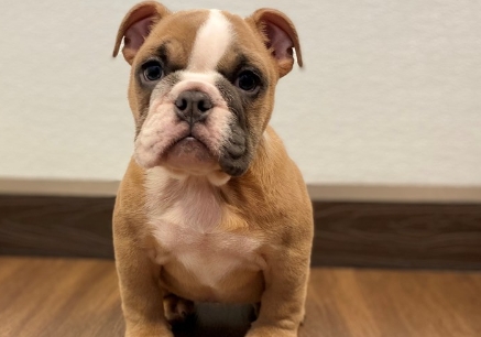 fawn bulldog