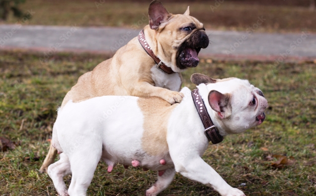 fawn and white french bulldog