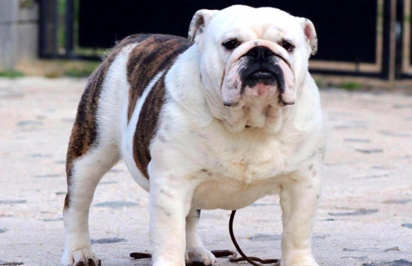 fat bull dog