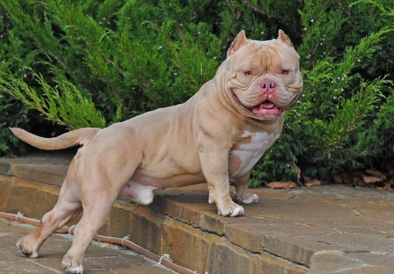 exotic bulldog