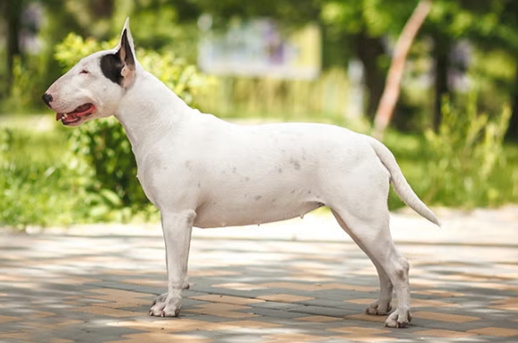 english bulldog terrier