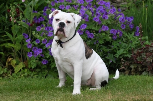 dorset olde tyme bulldogge