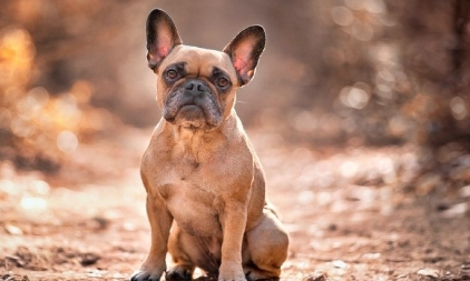 fawn brindle french bulldog