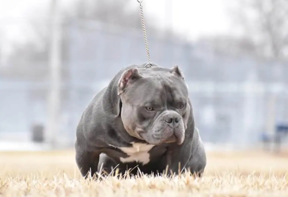 bulldog mixed with pitbull