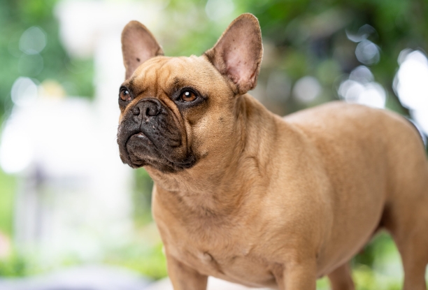 fat french bulldog