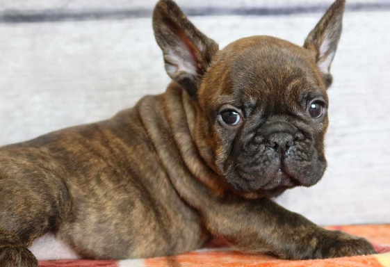 chocolate brindle french bulldog