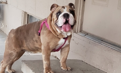 female english bulldog