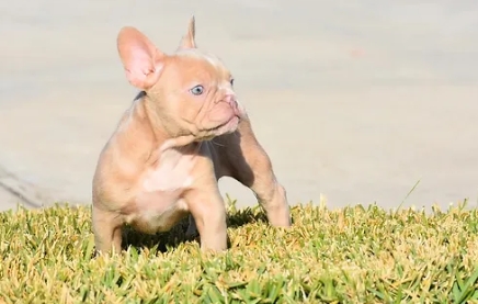 fawn english bulldog