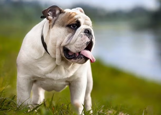 bulldog type