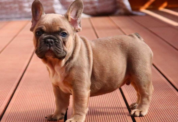 bulldog fawn