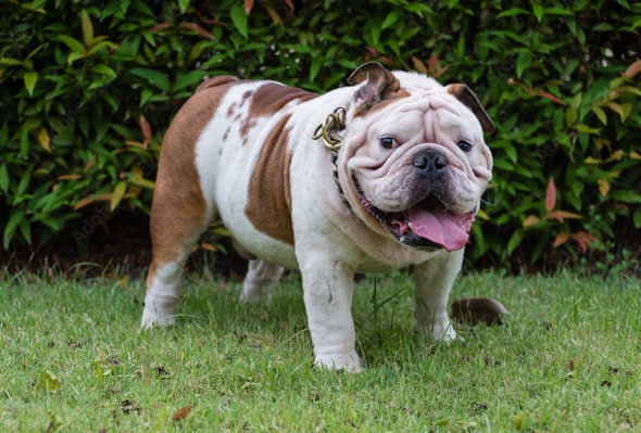 fat english bulldog