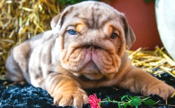 exotic english bulldog